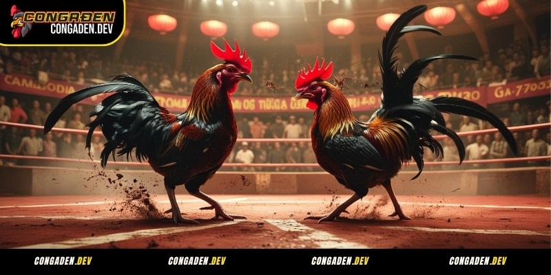 Đá gà Thomo - Hình thức cá cược đá gà Congaden đượ nhiều người yêu thích