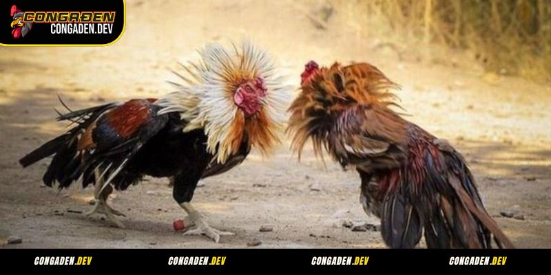 Giới thiệu sân chơi đá gà Campuchia tại Congaden