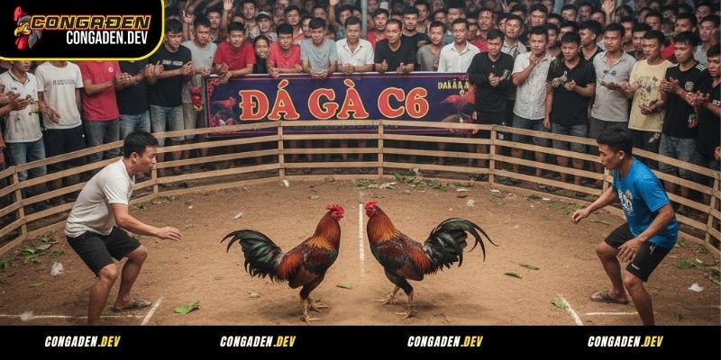 Kinh nghiệm cá cược đá gà C6 cho người chơi