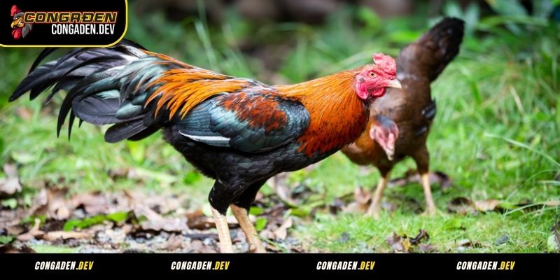 Những điều cần lưu ý khi tìm hiểu thuật ngữ đá gà