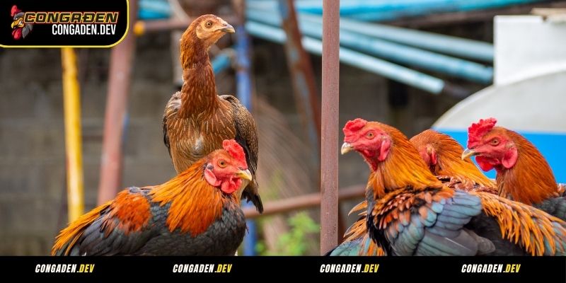 Tại sao cần tìm hiểu thuật ngữ đá gà