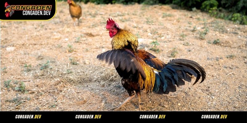 Tổng hợp thuật ngữ về đá gà bạn nên biết