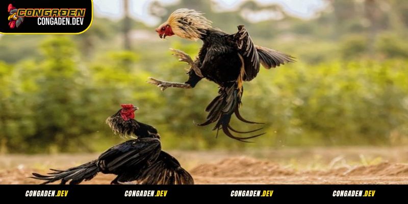 Tổng quan về đá gà C1 tại Congaden